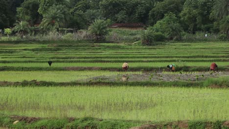 Agricultores-Plantando-Nuevos-Cultivos-En-Campos-De-Arroz-Durante-La-Temporada-De-Lluvias-En-Deoghar,-Jharkhand