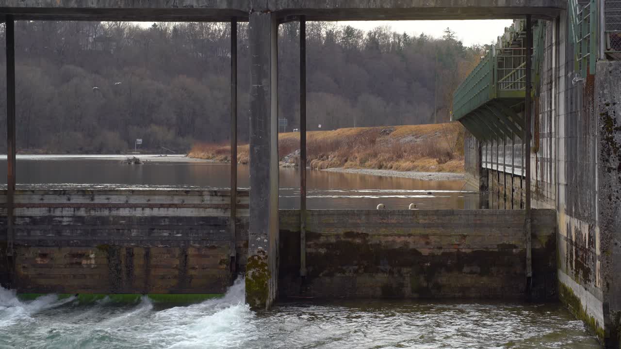 Looking through a weir to two swans swiming together at the jammed water while some flowing water comes out of the small opening of the wooden dam