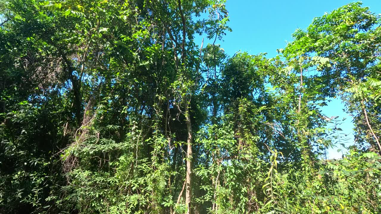 Lush green rainforest canopy under clear blue sky, sunlight filtering through dense tropical foliage