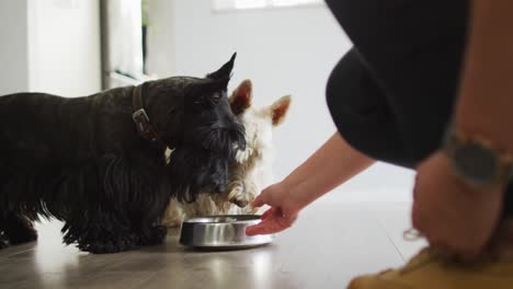 mid section of caucasian woman feeding her dog at home