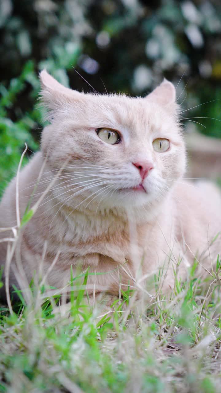 Close-up of a ginger cat lying in his garden, he smells the air, because he must smell flowers