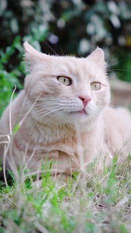 Close-up-of-a-ginger-cat-lying-in-his-garden,-he-smells-the-air,-because-he-must-smell-flowers