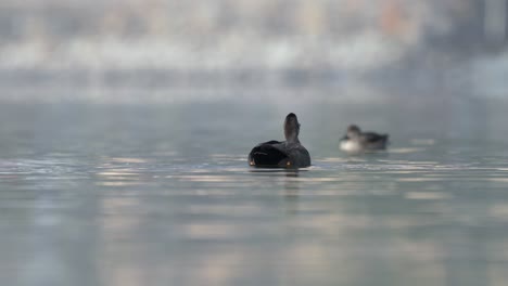 Zwei-Schnatterenten-Schwimmen-In-Der-Morgensonne-Auf-Einem-See-Herum