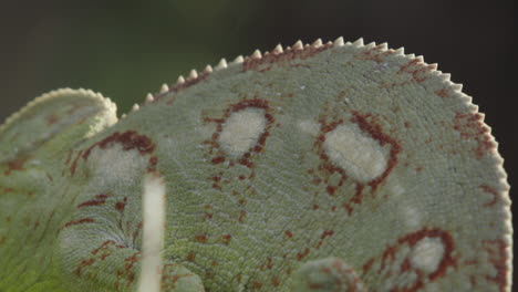 foto de detalle de la joroba del camaleón con un patrón moteado de color verde-marrón, púas en la columna vertebral claramente visibles