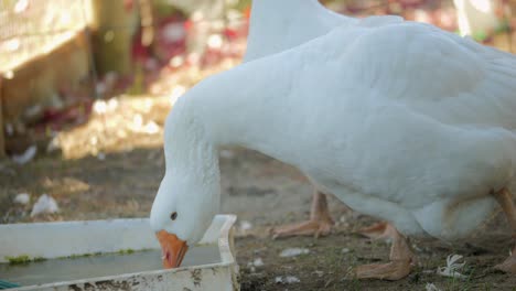 large white emden farm goose drinking water, slow motion