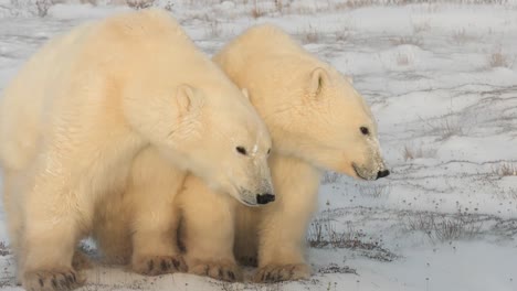 young polar bears on snowy plain