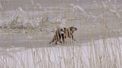 Otter-walking-on-ice-and-dive-into-the-ice-hole