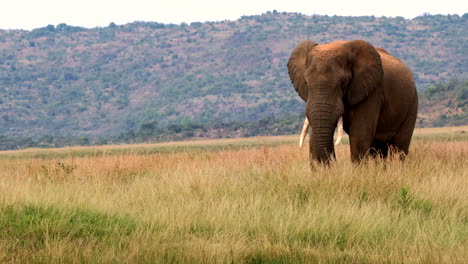 african elephant bull at sunset poops in tall grass of field then walks off