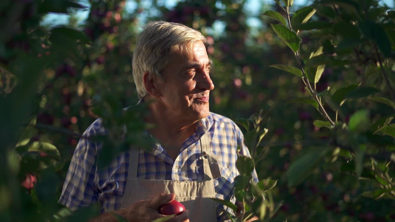 An Elderly Farmer Inspects and Enjoys Fresh Apples in a Sunny Orchard