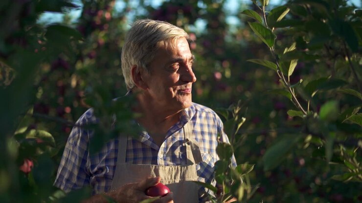 An Elderly Farmer Inspects and Enjoys Fresh Apples in a Sunny Orchard