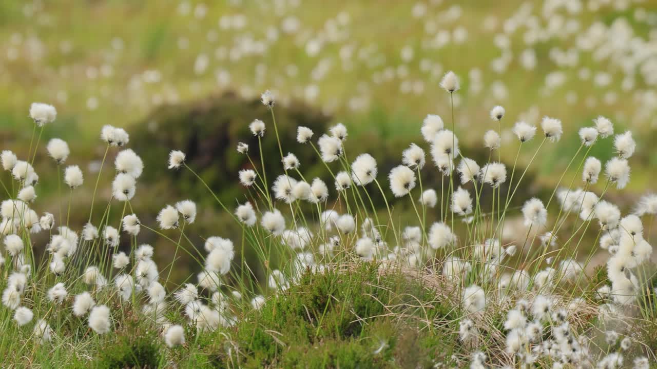 Beautiful white seed heads of hare's-tail cotton grass (Eriophorum vaginatum) during summery day of Norwegian nature.