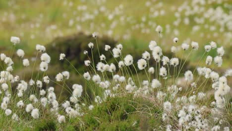 beautiful white seed heads of hare's-tail cotton grass (eriophorum vaginatum) during summery day of norwegian nature.