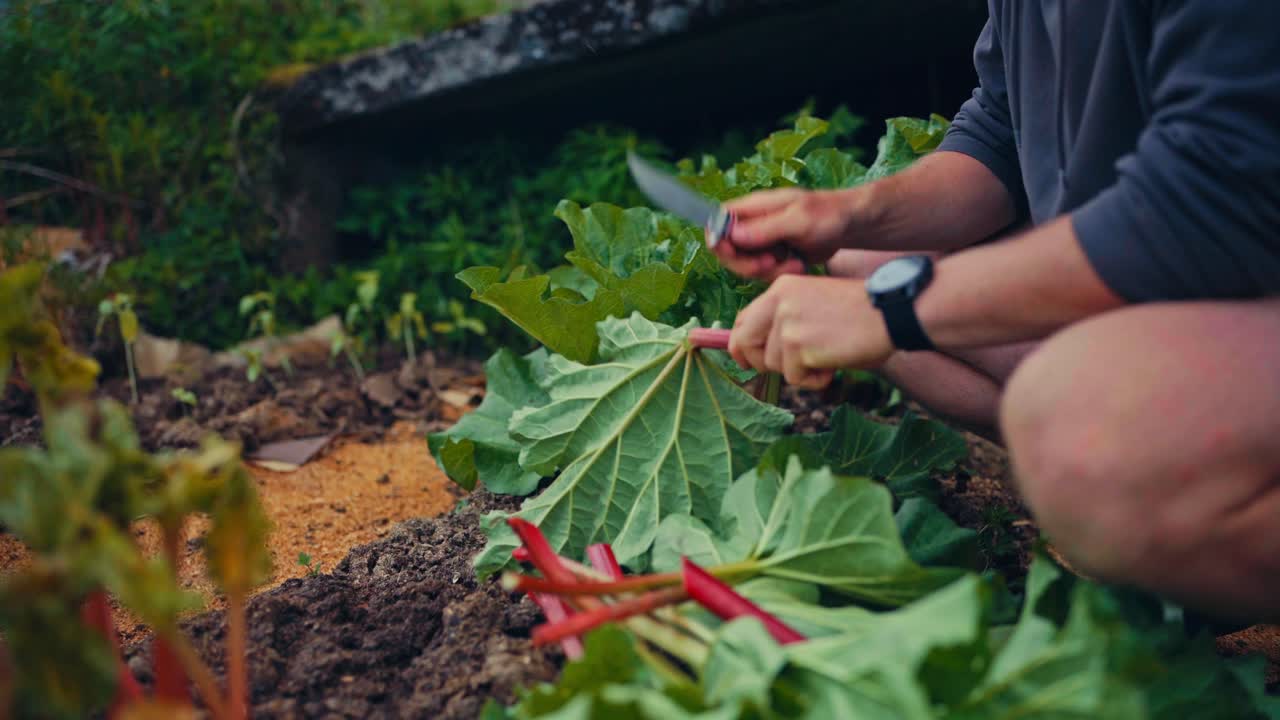 Cropped View Of A Person Harvesting Garden Rhubarb Plants. Close-up Shot