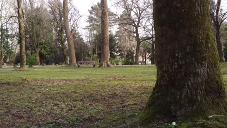 empty wooden benches in park