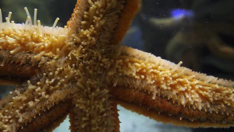 Cierre-De-Fotograma-Completo-De-Pies-De-Tubo-De-Estrella-De-Mar-Ondeando-En-Un-Tanque-De-Acuario