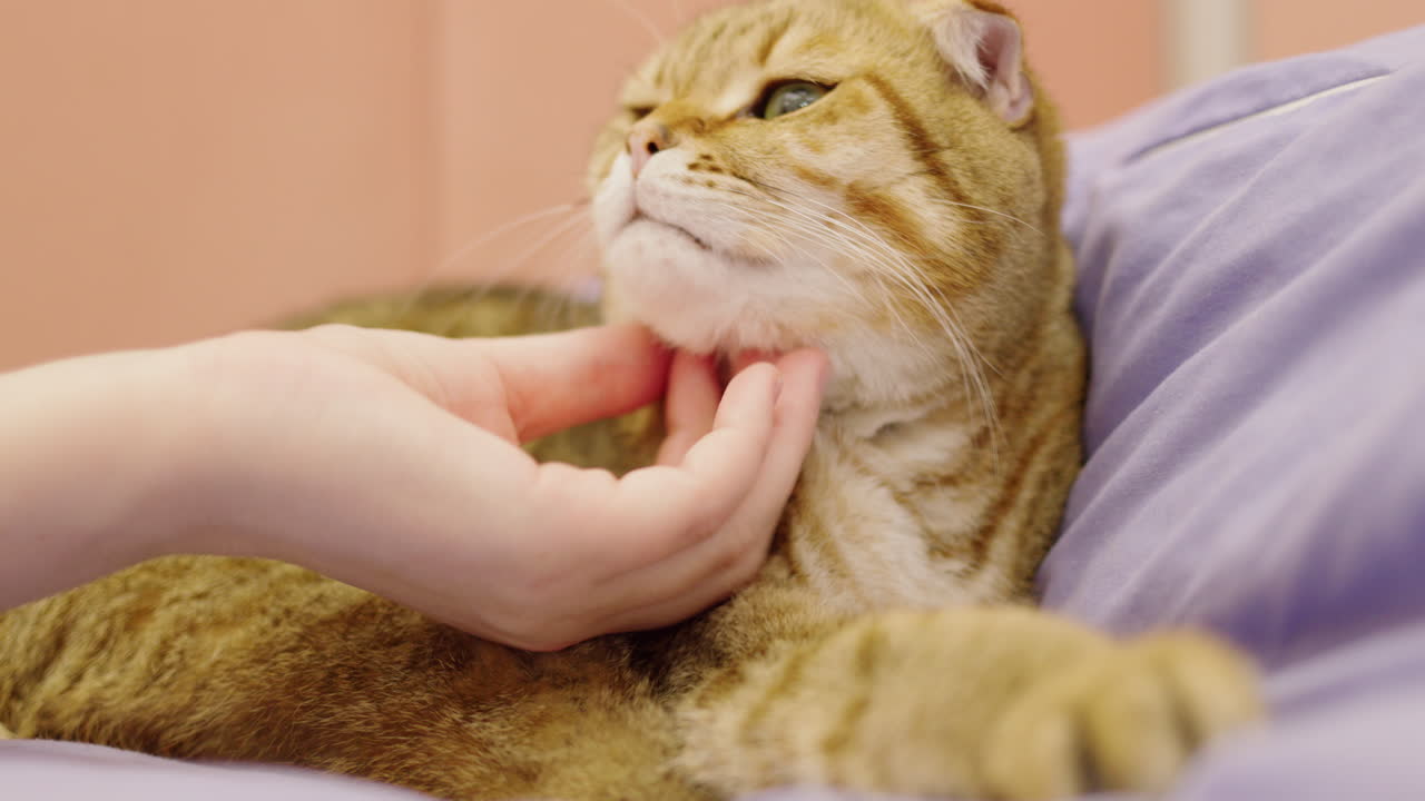 부드러운 손이 스코틀랜드의 접힌 고양이를 만지고 있습니다.