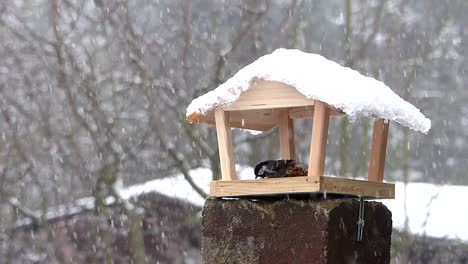 Tannenmeise-Frisst-Vogelfutter-In-Einem-Vogelhäuschen,-Während-Es-Schneit-Und-Wird-Plötzlich-Von-Hungrigen-Haubenmeise-Vertrieben