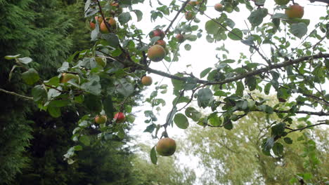 Apples hanging on a branch of an apple tree blowing in the wind