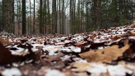 Tief-über-Dem-Boden,-Zeitlupe,-Leichter-Schneefall-Zu-Beginn-Eines-Schneesturms-Tief-In-Einem-Wunderschönen-Kiefernwald,-An-Einem-Ruhigen,-Friedlichen-Wintertag