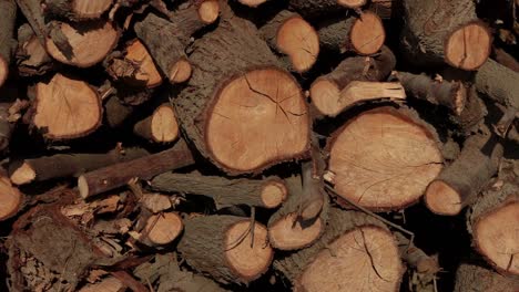 Pila-De-Troncos-De-Madera-De-Eucalipto-En-Un-Día-Soleado,-Madera-Picada-Todavía-Disparada,-Madera