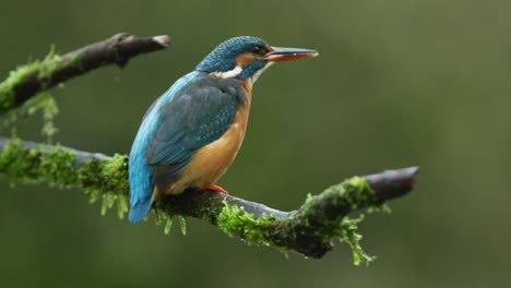 Nahaufnahme-Eines-Eisvogels,-Der-Einen-Fisch-Frisst,-Während-Er-Auf-Einem-Moosbedeckten-Ast-Sitzt,-Zeitlupe