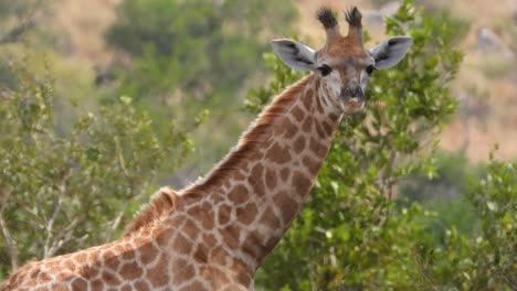 primer plano de girafa linda alimentándose de la rama, sorprendido y mirando la cámara