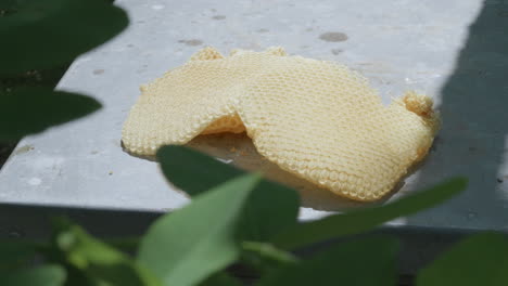 fresh honeycomb pieces resting on beehive top