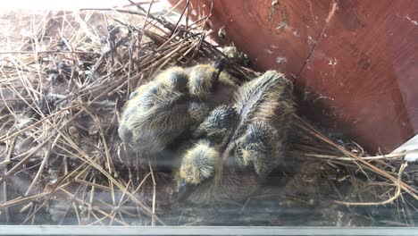 pair pigeon chicks in the nest