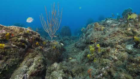 life on the reef during a dive in the caribbean