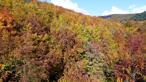 slow cinematic drone flight over autumn forest and a blue sky