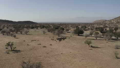 Aerial-shot-of-a-herd-of-goats-in-the-south-of-morocco