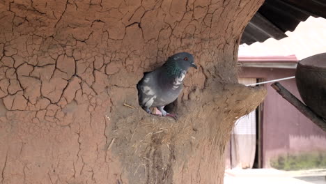 cría de palomas en nigeria - choza de anidación de arcilla