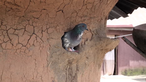 raising pigeons in nigeria - clay nesting hut