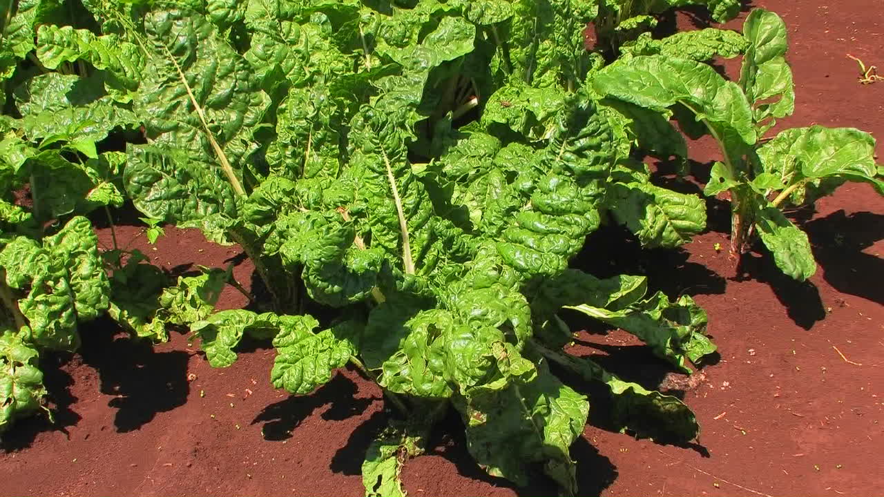 뜨거운 태양 아래 자라나는 채소