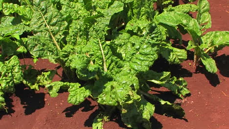 Una-Creciente-Cosecha-De-Verduras-Bajo-El-Sol-Ardiente