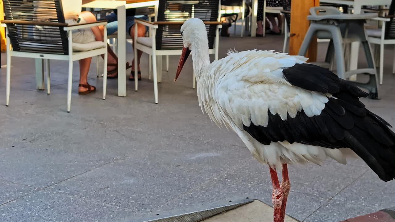 Closeup shot of a stork with white and black feathers standing on a ledge in Egypt.
