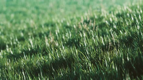 de l'herbe verte fraîche comme un bel arrière-plan