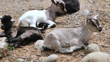 baby goats sleep together. locked off close up