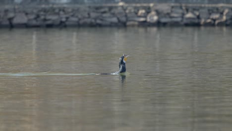 a cormorant with a fishtail sticking out of its beak swimming away from two other cormorants