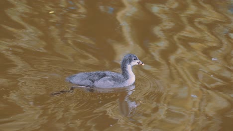 Nahaufnahme-Von-Blässhühnern,-Die-An-Sommertagen-Auf-Schlammigem-Flusswasser-Schwimmen