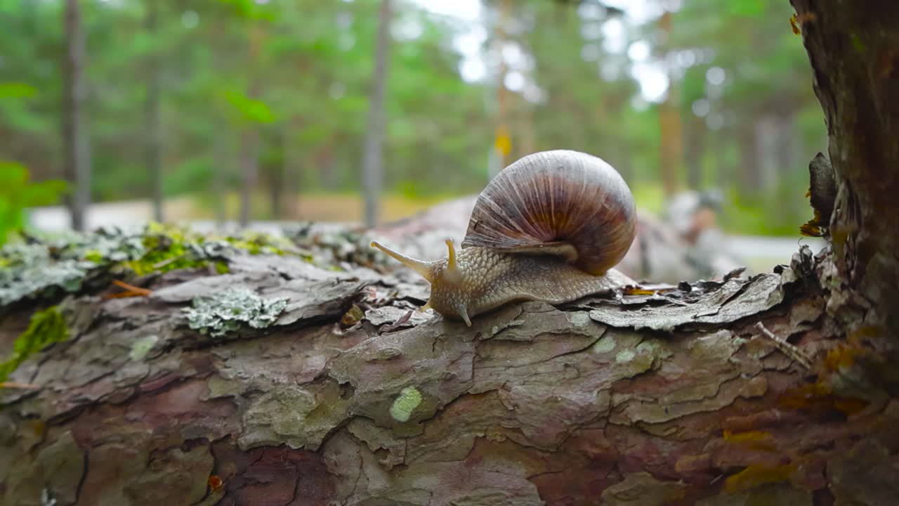 사라마에 있는 숲의 소나무 질에 있는 정원 달이 또는 평범한 땅 달이, 구름이 가득한 여름에