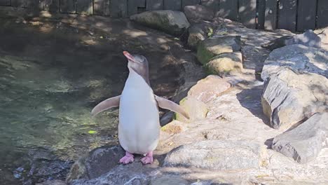 Little-yellow-eyed-penguin-also-known-as-hoiho,-shaking-its-body-next-to-a-small-pool-in-New-Zealand