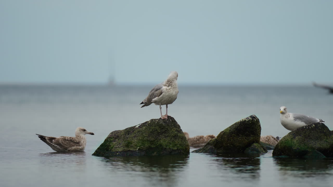 Seaside bird on a rock over the water