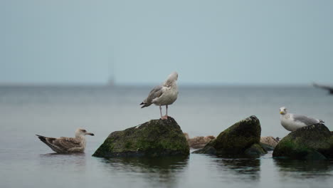 seaside bird on a rock over the water