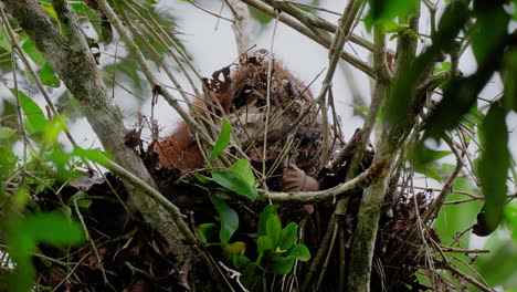 orangutan in nest