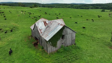 Ganado-En-El-Rancho-De-La-Granja-Americana