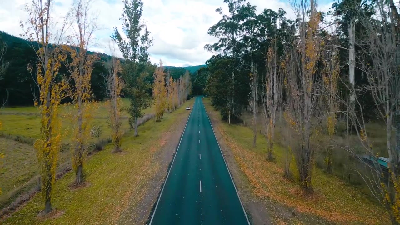 Droneoptagelse fra luften, der viser Gould Memorial Drive omgivet af høje skovtræer og levende gyldent efterårsløv på en overskyet eftermiddag