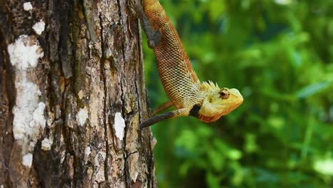 male oriental garden lizard on a tree eats a ant in the tropical country sri lanka