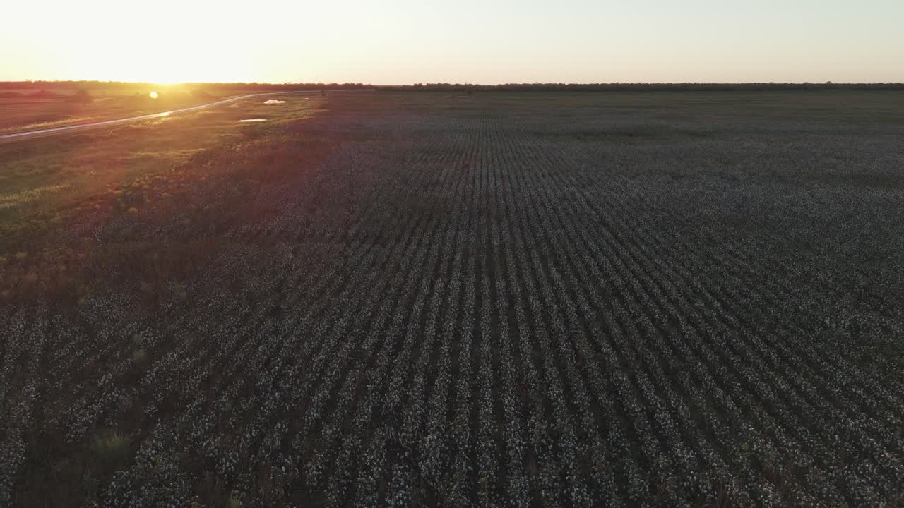 Drohne fliegt über eine Baumwollplantage bei einem atemberaubenden Sonnenuntergang in Südamerika und fängt die ruhige und malerische Landschaft ein.