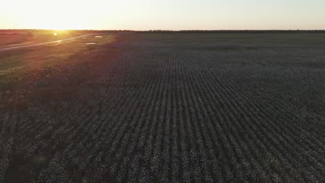 Drone-flies-over-a-cotton-plantation-at-a-stunning-sunset-in-South-America,-capturing-the-serene-and-picturesque-landscape